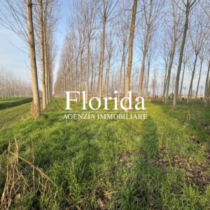 Terreno agricolo irriguo di 10.000 mq in vendita a Camposampiero - 2