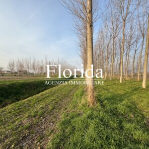 Terreno agricolo irriguo di 10.000 mq in vendita a Camposampiero - 3